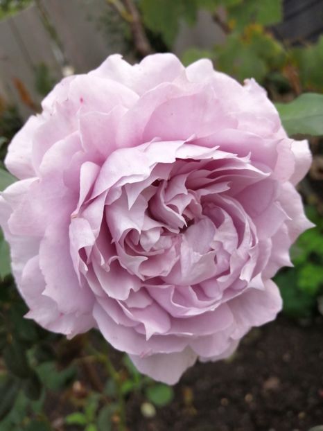  - Trandafiri 2020_2022 2023