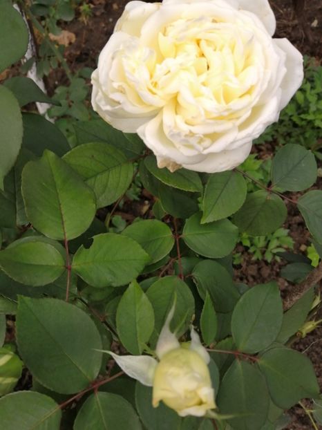  - Trandafiri 2020_2022 2023