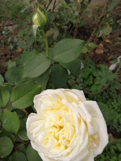  - Trandafiri 2020_2022 2023