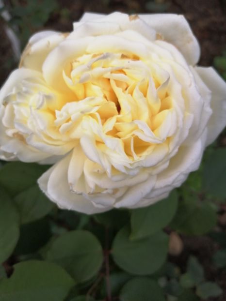  - Trandafiri 2020_2022 2023