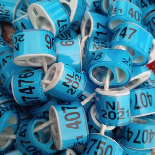 2021-NL-cip fara talon....-1 leu - Inele 2014