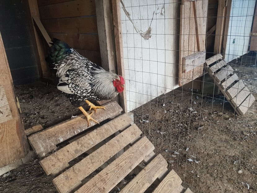  - Wyandotte Argintiu