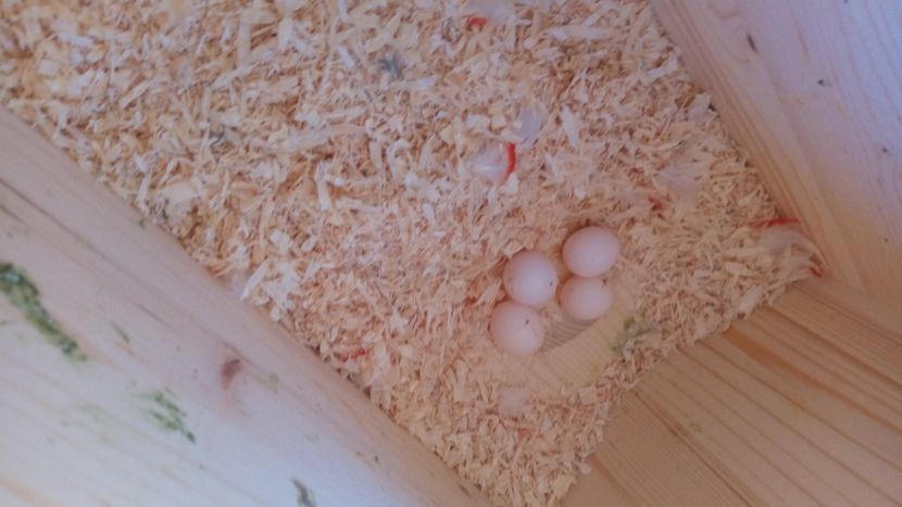 Oua rosella - Achizite in Austria pereche rosella rubin-rubino noiembrie 2019