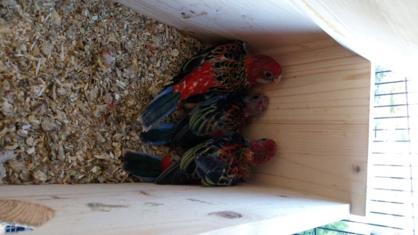  - Achizite in Austria pereche rosella rubin-rubino noiembrie 2019