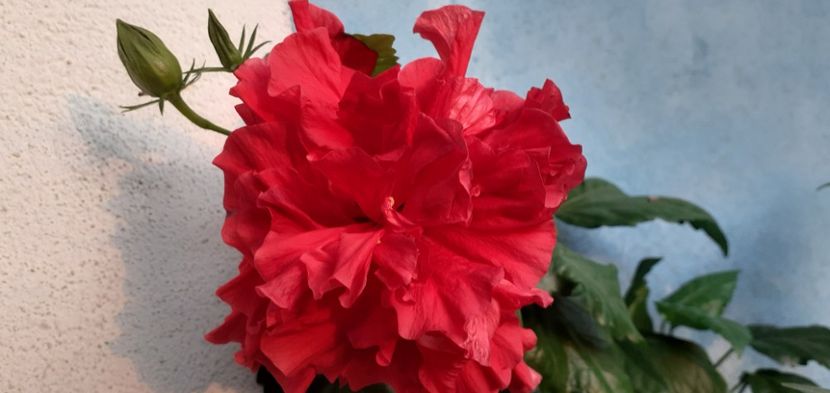 - Hibiscusi