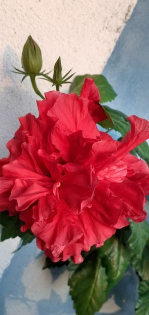  - Hibiscusi