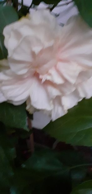  - Hibiscusi