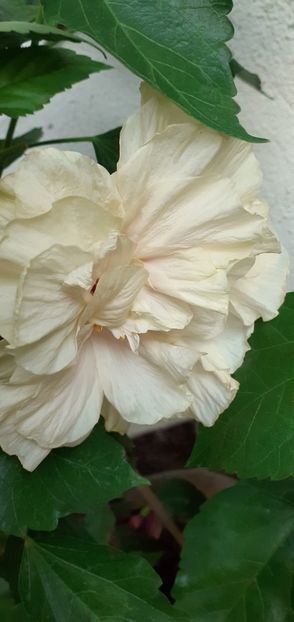  - Hibiscusi