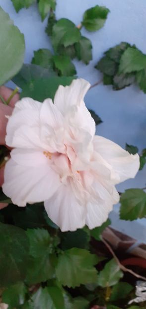  - Hibiscusi