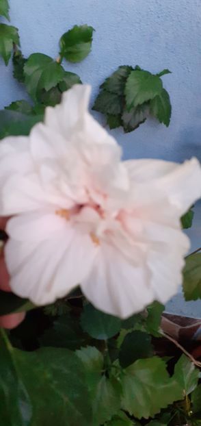  - Hibiscusi