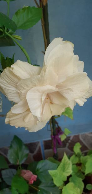  - Hibiscusi