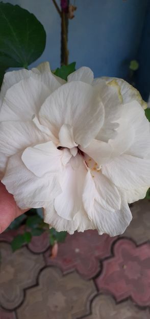  - Hibiscusi