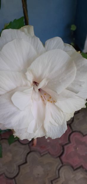  - Hibiscusi