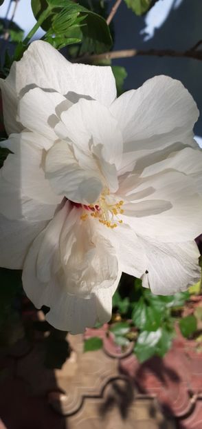  - Hibiscusi