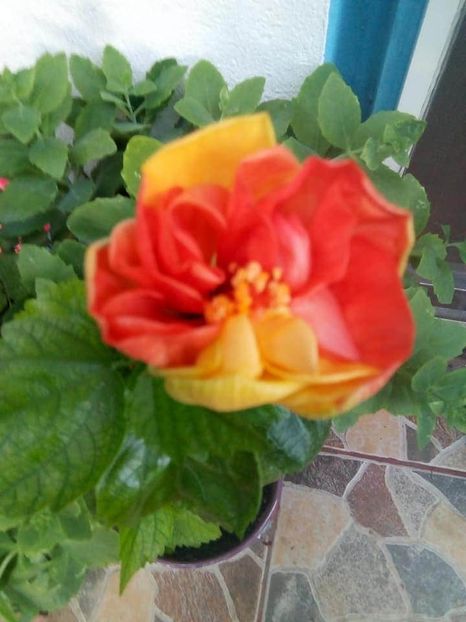  - Hibiscusi