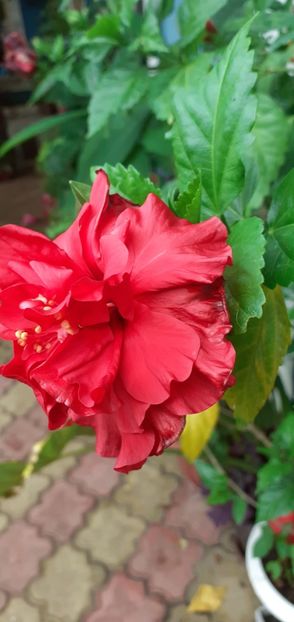  - Hibiscusi