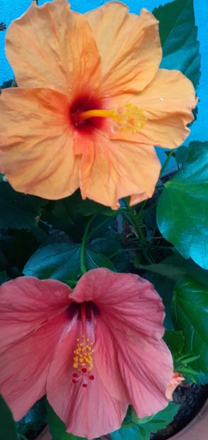  - Hibiscusi