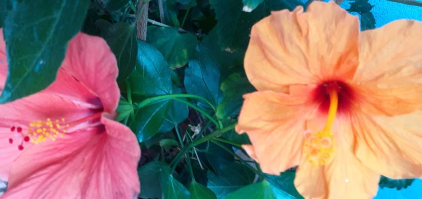  - Hibiscusi