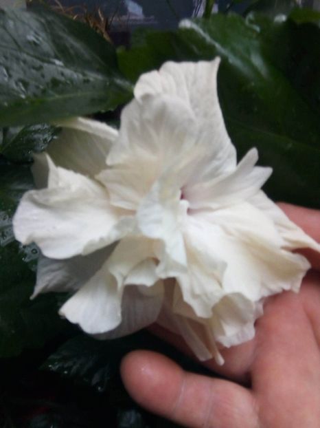 received_2586979318297971 - Hibiscusi