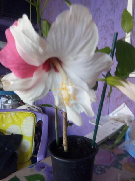 received_292035222128978 - Hibiscusi