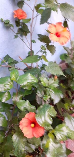  - Hibiscusi