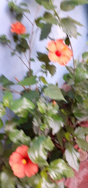  - Hibiscusi