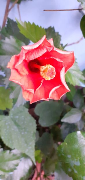  - Hibiscusi