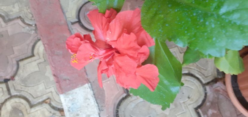  - Hibiscusi