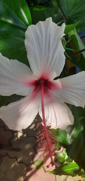  - Hibiscusi