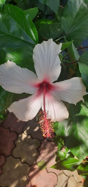  - Hibiscusi