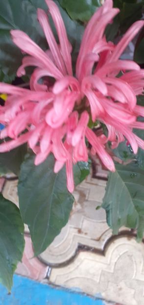  - Hibiscusi