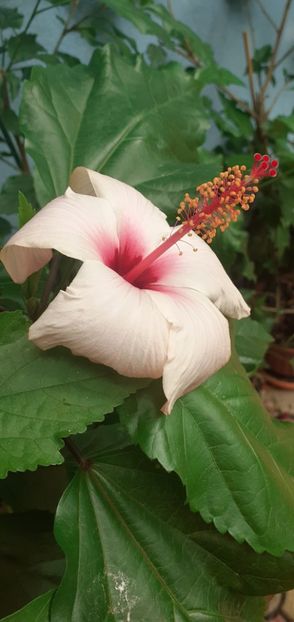  - Hibiscusi