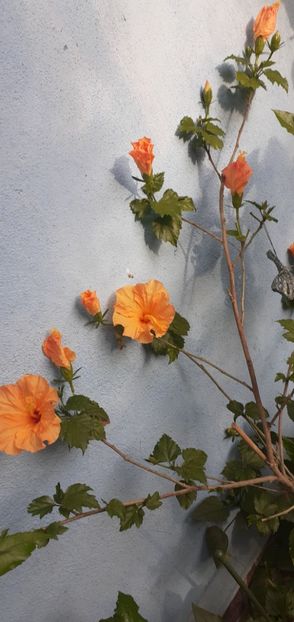  - Hibiscusi
