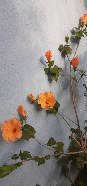  - Hibiscusi