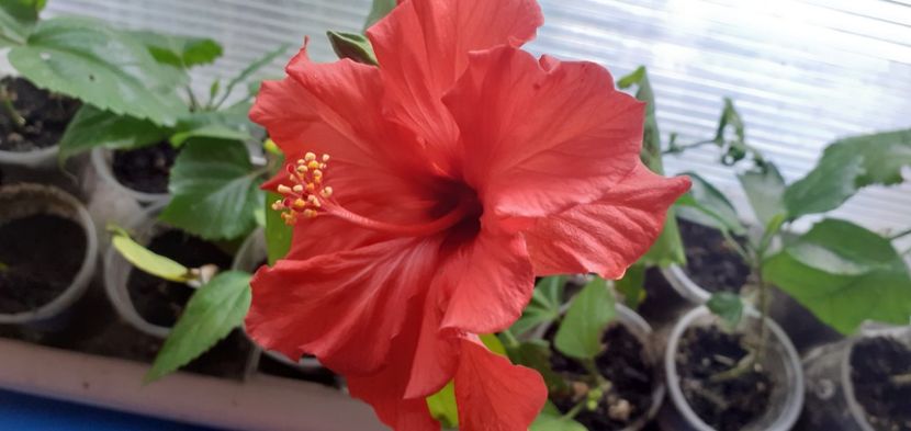  - Hibiscusi
