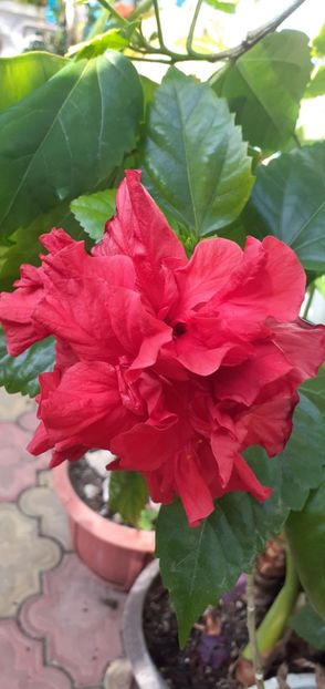  - Hibiscusi