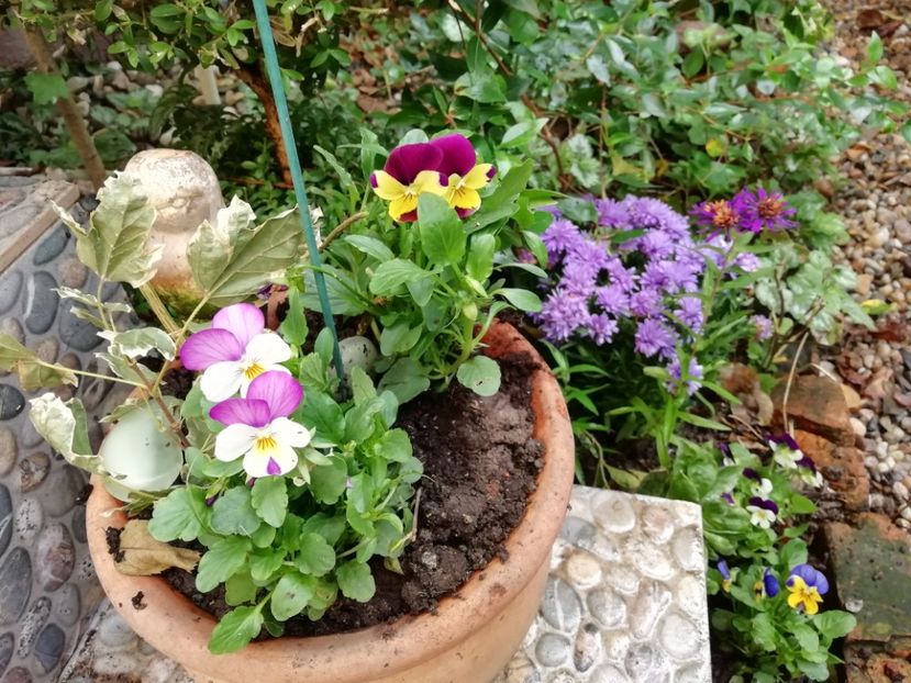  - Grădina 2020 continuare 2