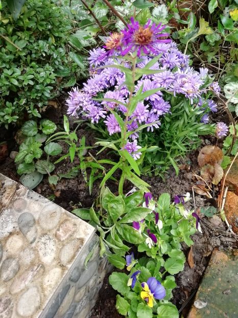  - Grădina 2020 continuare 2