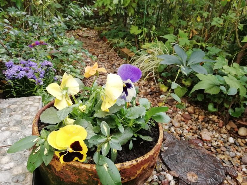  - Grădina 2020 continuare 2