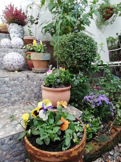  - Grădina 2020 continuare 2