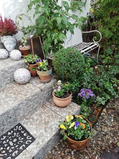  - Grădina 2020 continuare 2