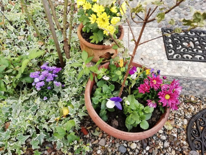  - Grădina 2020 continuare 2