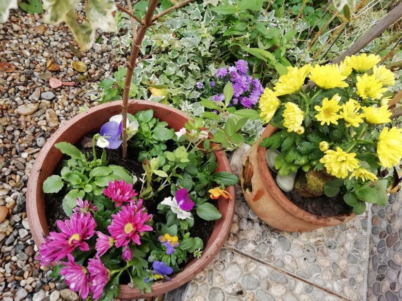  - Grădina 2020 continuare 2