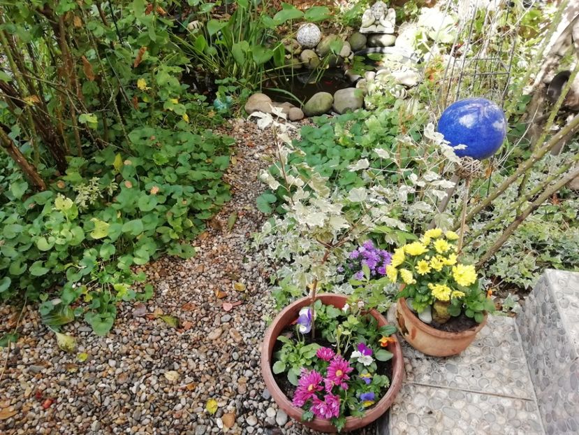  - Grădina 2020 continuare 2