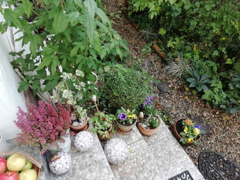  - Grădina 2020 continuare 2