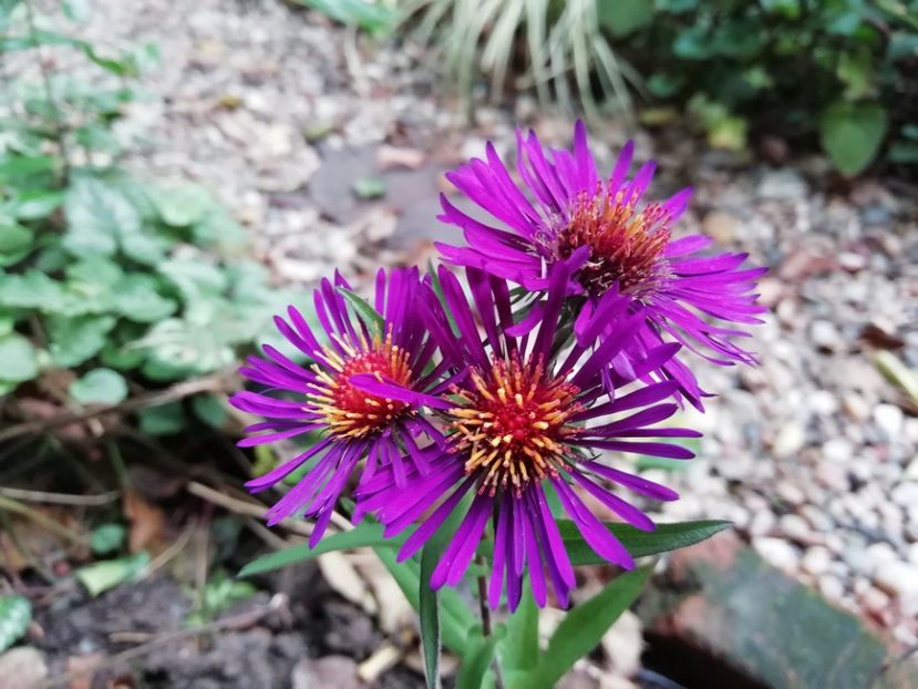  - Grădina 2020 continuare 2