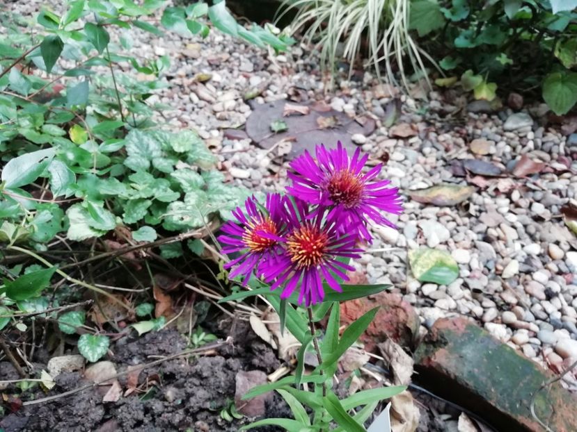  - Grădina 2020 continuare 2