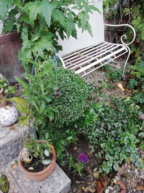  - Grădina 2020 continuare 2