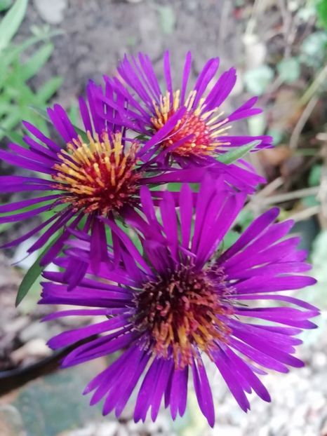  - Grădina 2020 continuare 2