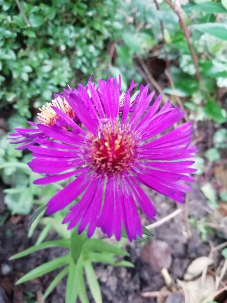  - Grădina 2020 continuare 2